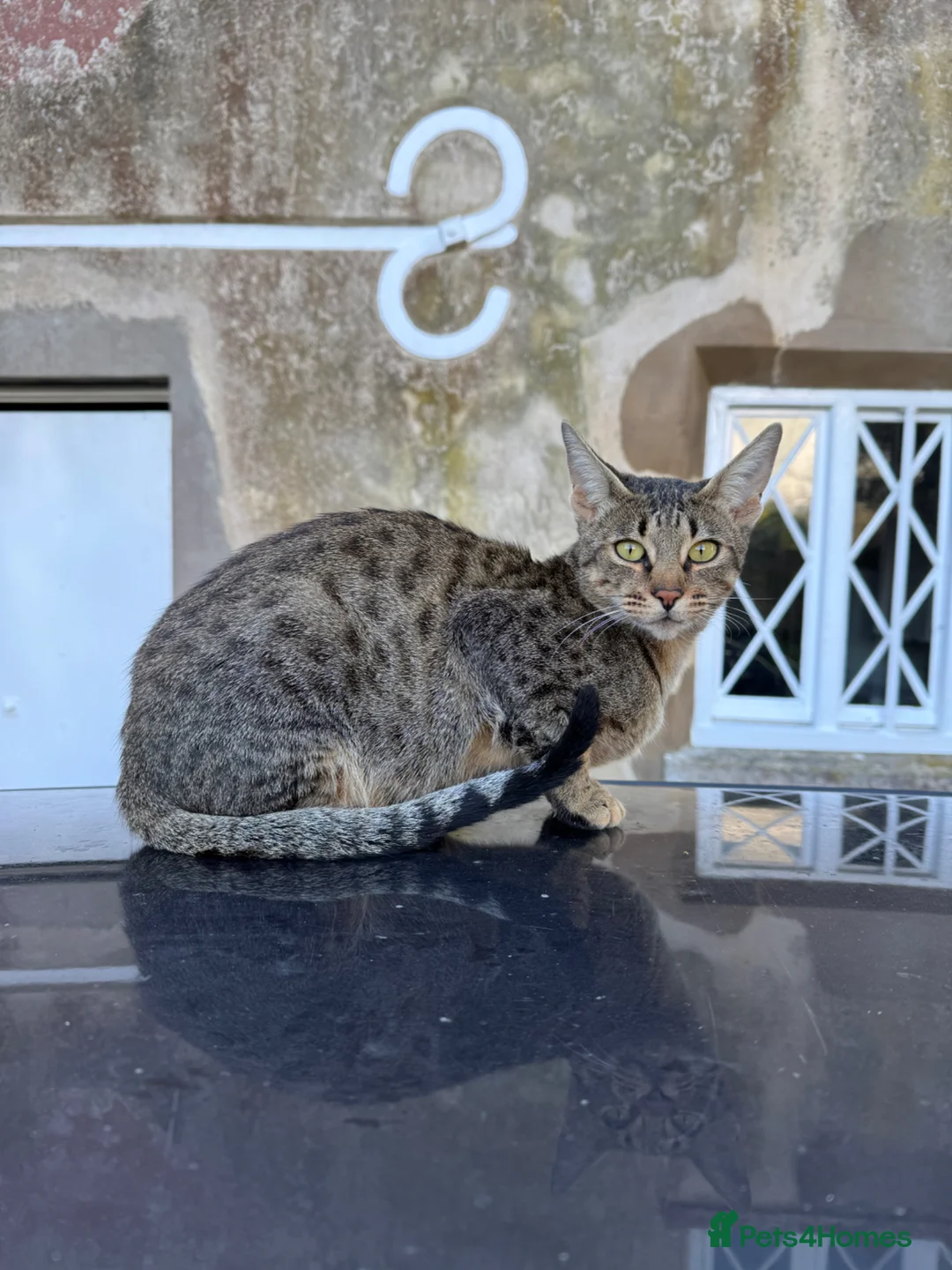 Savannah cats for sale: Savannah x Dorset lad kitten for sale - Advert 1
