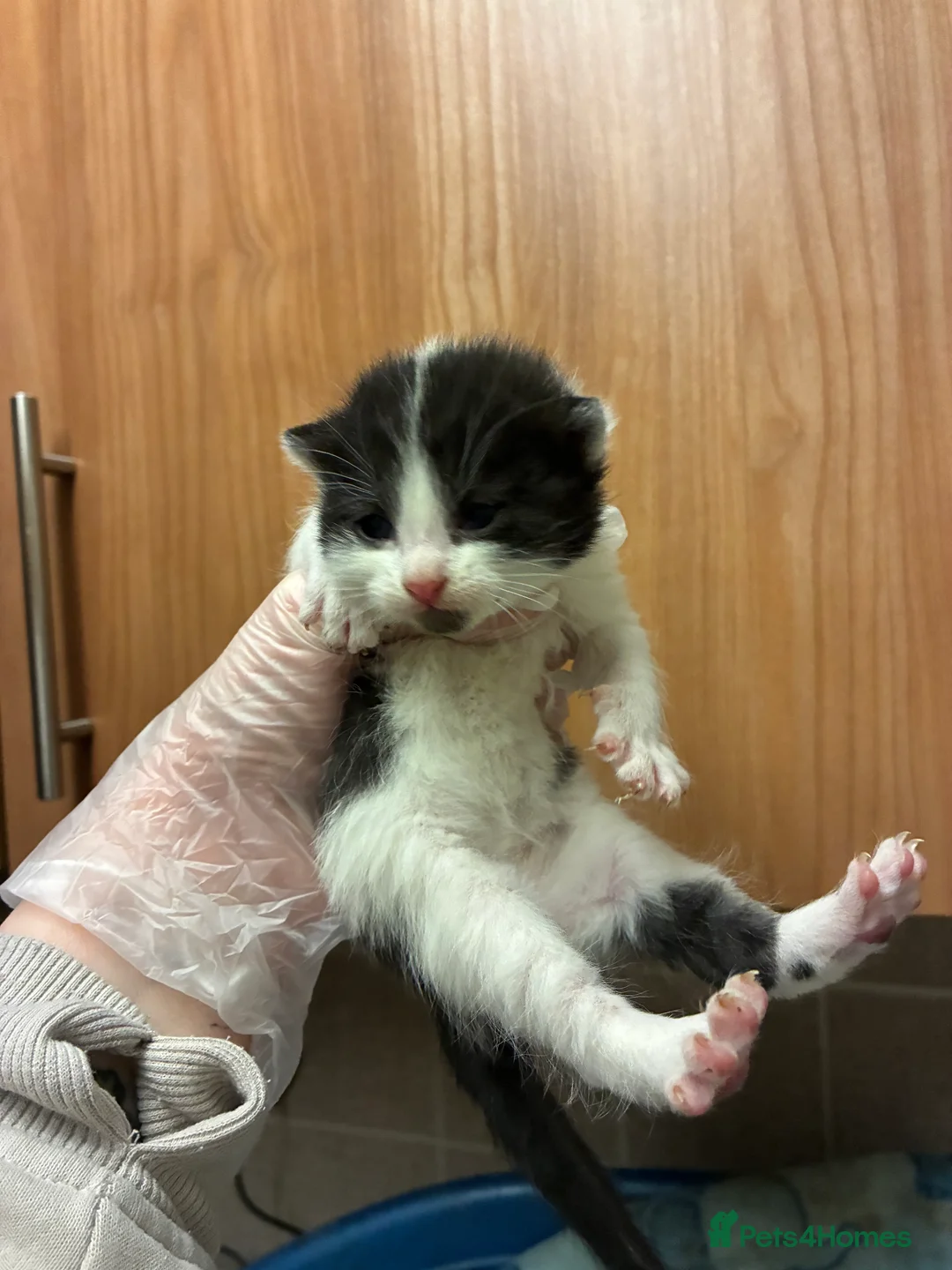 Mixed Breed cats for sale: 6 gorgeous kittens for sale  - Advert 4