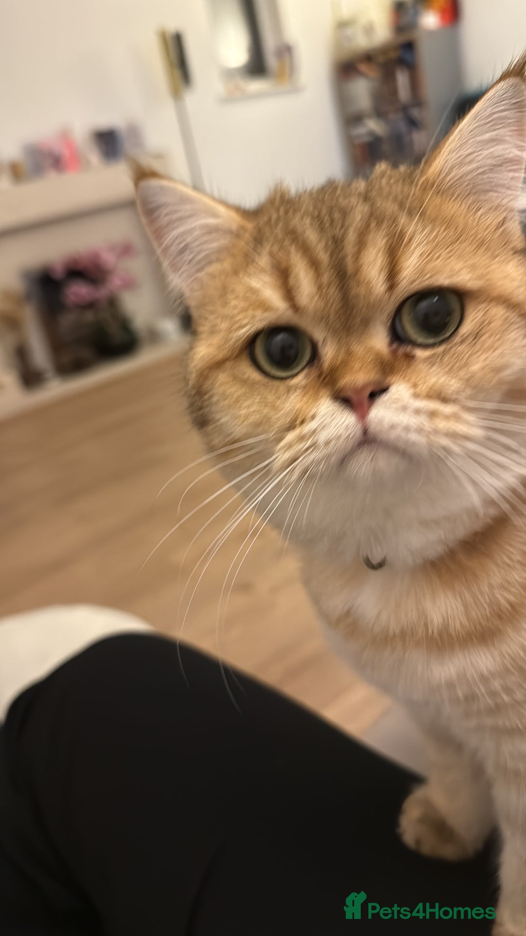 British Shorthair cats for sale: Give Simba a loving home  - Advert 2