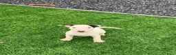 English Bull Terrier dogs for sale: Stunning English bull terrier puppies for sale  - Advert 17