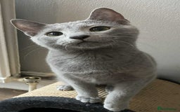 Russian Blue cats for sale: Russian blue  - Image 4