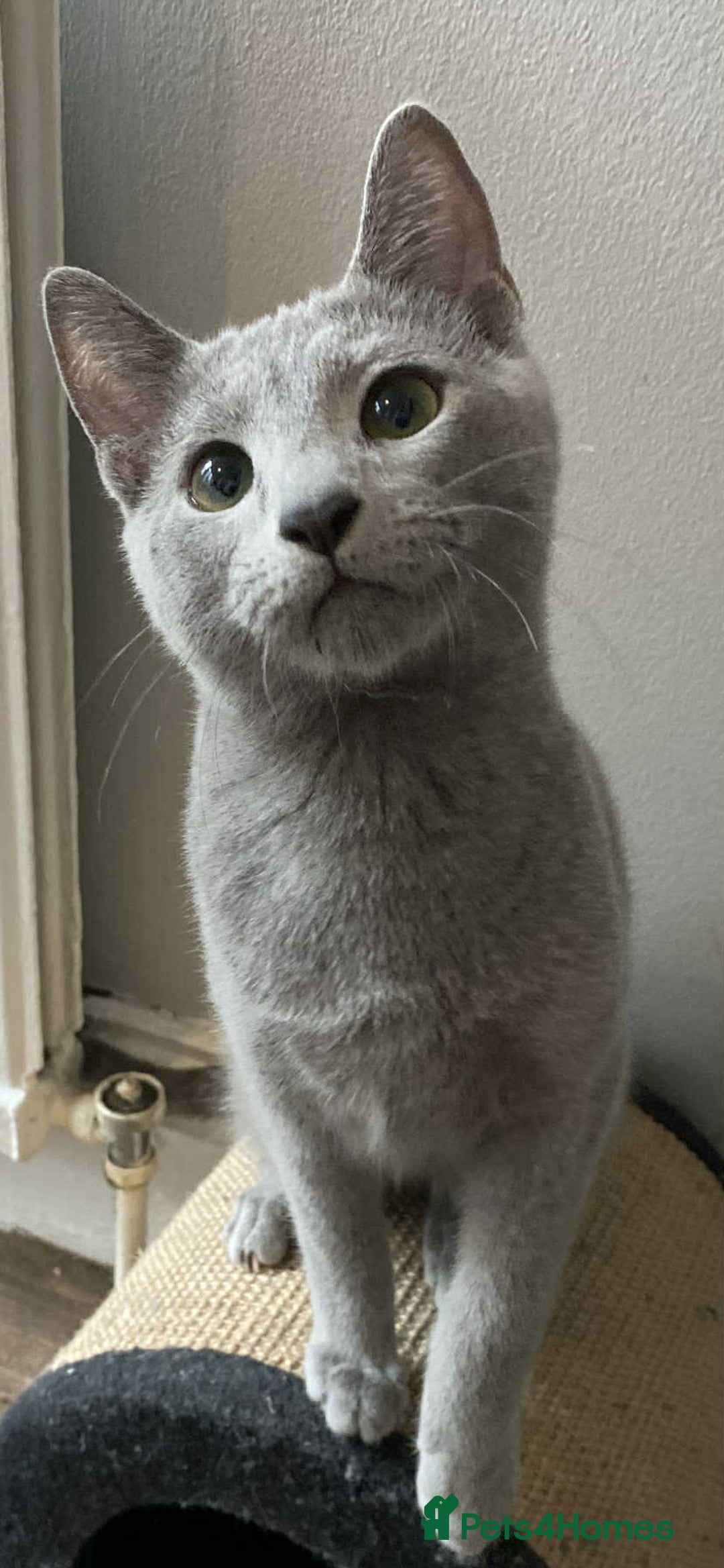 Russian Blue cats for sale: Russian blue  - Image 4