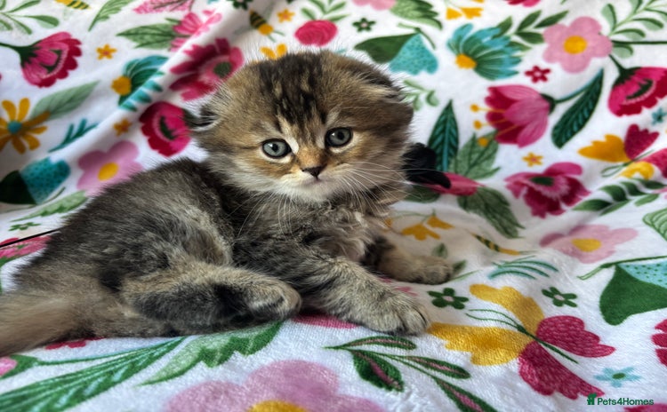 Scottish Fold cats - Advert 2