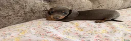 Miniature Dachshund dogs for sale:  Adorable Dachshund Puppies 🐶  - Advert 3