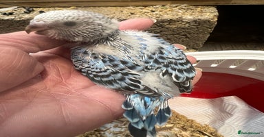 Budgerigars birds Hand Tame Budgie Chicks Ready mid December  - Advert 6