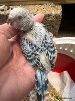 Budgerigars birds Hand Tame Budgie Chicks Ready mid December - Advert 6