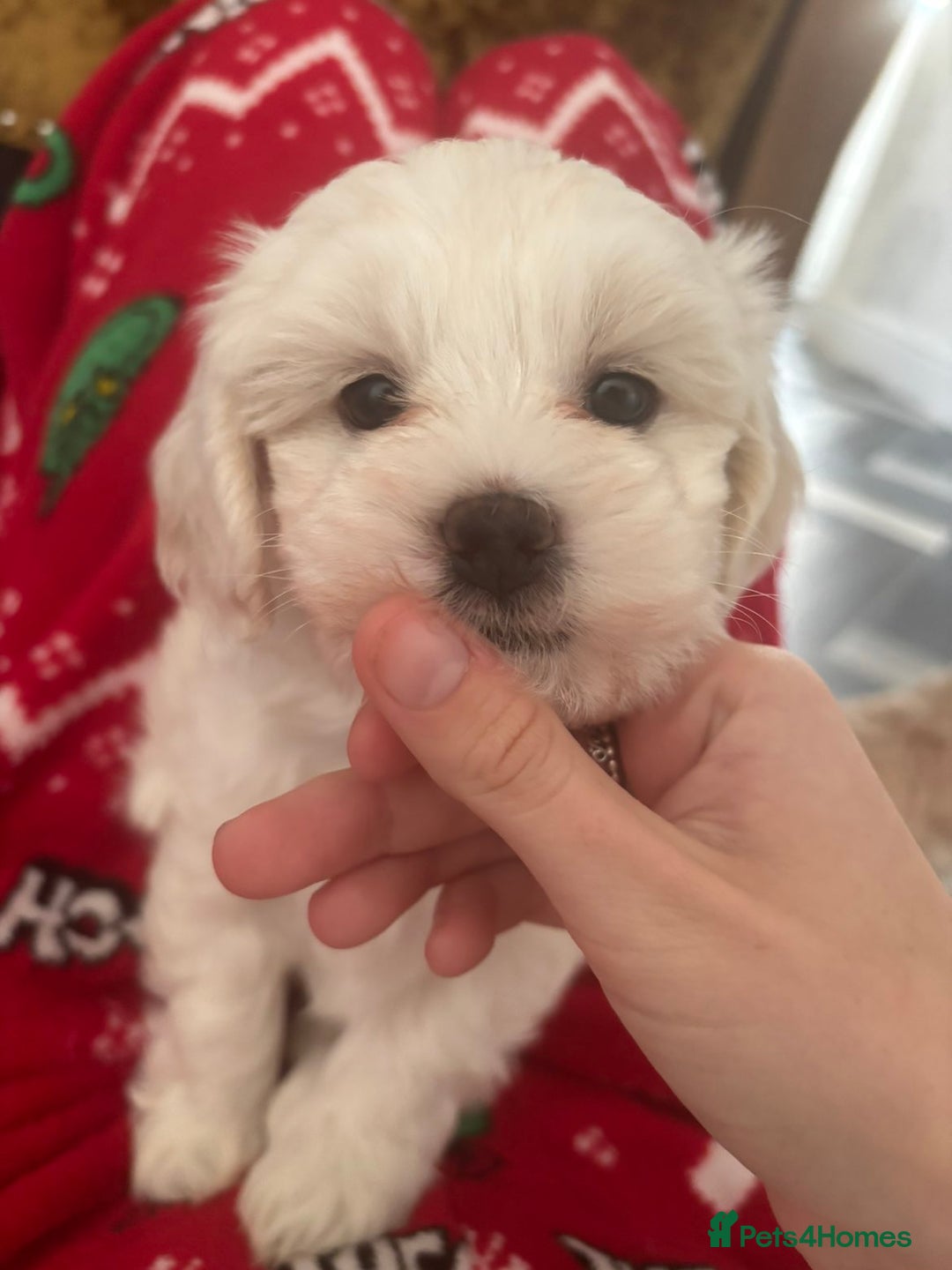 Maltipoo dogs for sale: F1 tiny adorable maltipoo  - Advert 4