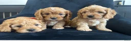 Cavapoo dogs for sale: Stunning F1 Cavapoo health tested parents  - Advert 15