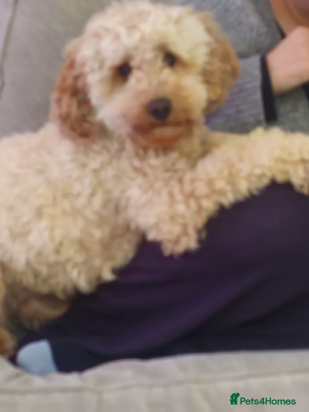Miniature Poodle dogs for stud: KC Registered [miniature poodle] Male – Stud in Wilmslow - Advert 1