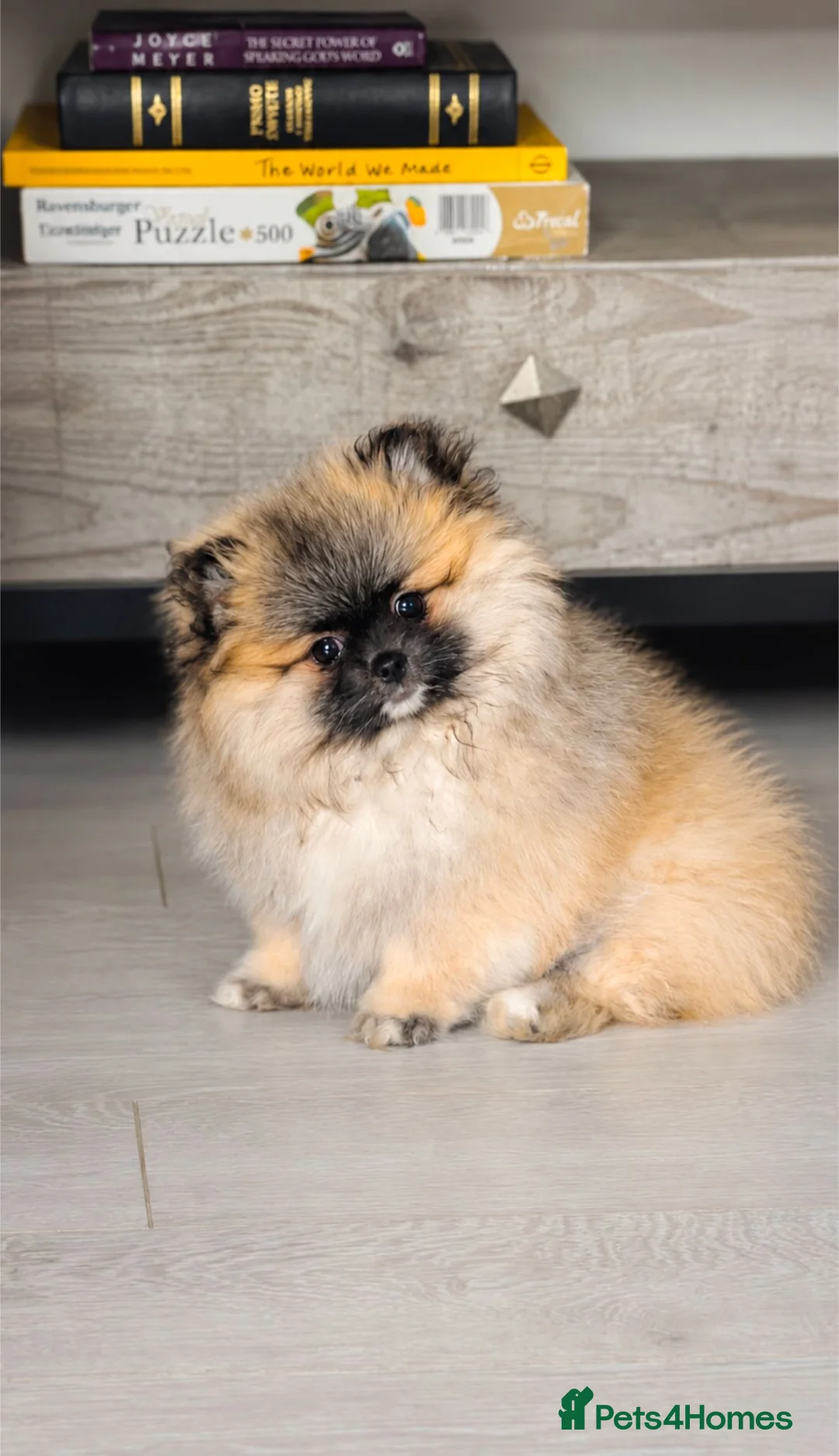 Pomeranian dogs for sale: Exceptional Teddy Bear Face Girl in Croydon - Advert 2