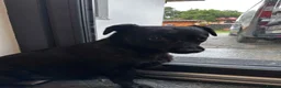 Mixed Breed dogs for adoption: Penelope for adoption in Leigh-on-Sea - Advert 6