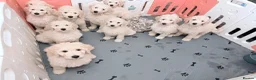 Standard Poodle dogs for sale: 🥇 White KC Standard Poodle Puppies – Ready Now ✨ - Advert 18