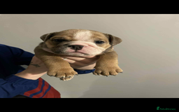 English Bulldog dogs for sale: DWKC STUNNING ENGLISH BULLDOGS. - Image 10