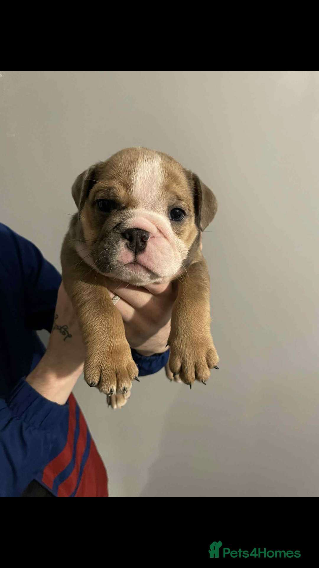 English Bulldog dogs for sale: DWKC STUNNING ENGLISH BULLDOGS. - Image 10