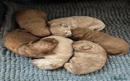Miniature Poodle dogs for sale: 🐶 Miniature Poodle Puppies! 🐾 - Image 12