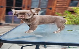 French Bulldog dogs for sale: Chocolate Rojo tan fluffy French bulldog  - Image 9