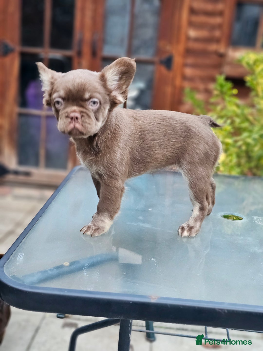 French Bulldog dogs for sale: Chocolate Rojo tan fluffy French bulldog  - Image 9