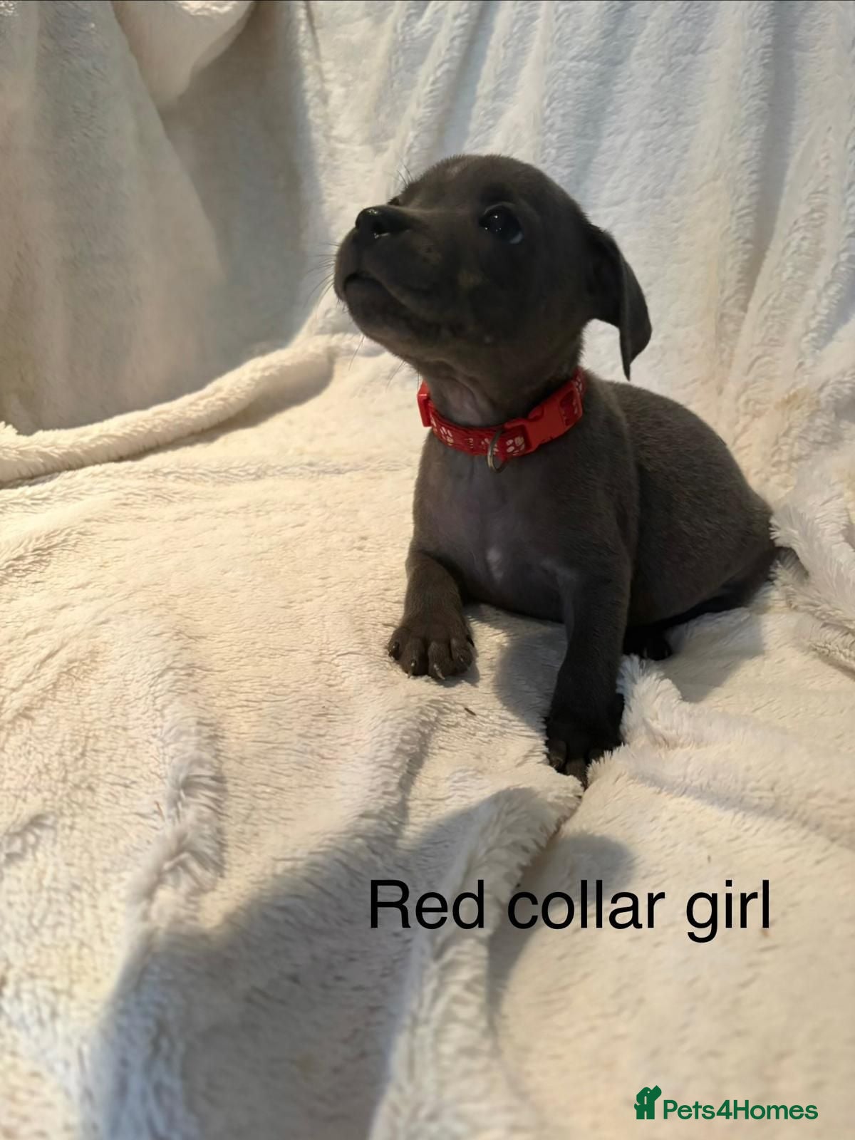 Staffordshire Bull Terrier dogs Blue Staffy Puppies - Advert 1