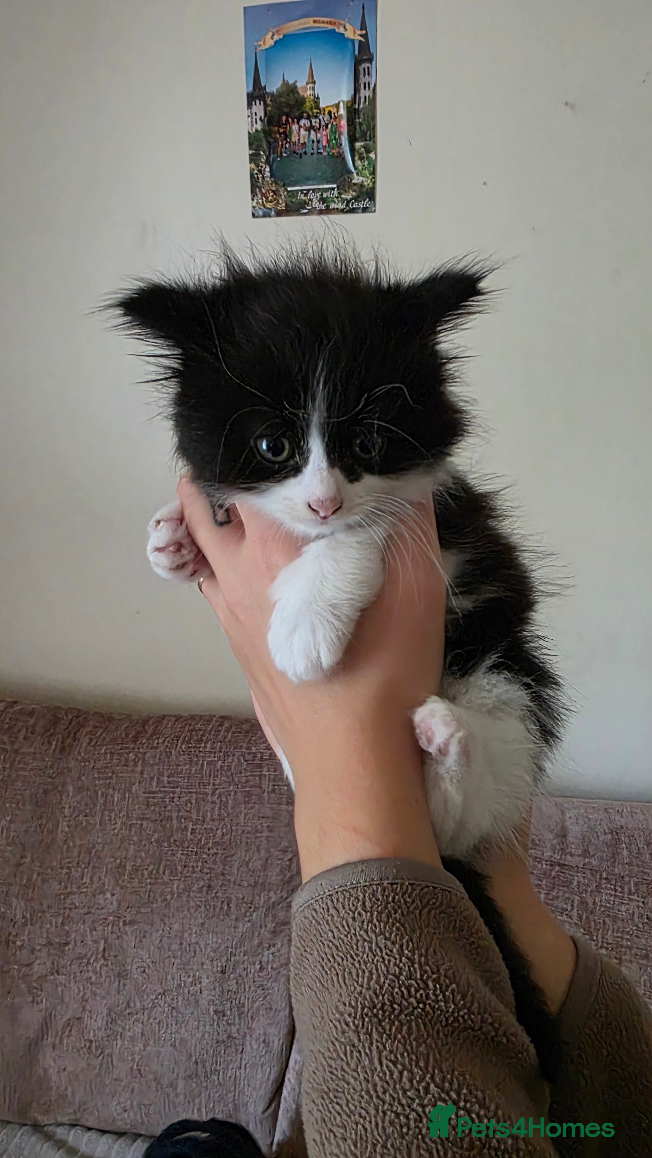 British Shorthair cats Kittens  - Advert 2