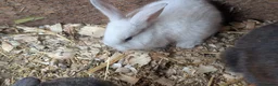 Continental Giant rabbits for sale: Continental cross French lop  - Advert 3