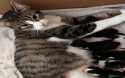 Mixed Breed cats for sale: Beautiful kittens ready for there forever homes - Image 2