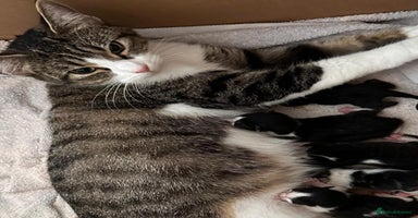 Mixed Breed cats - Advert 15