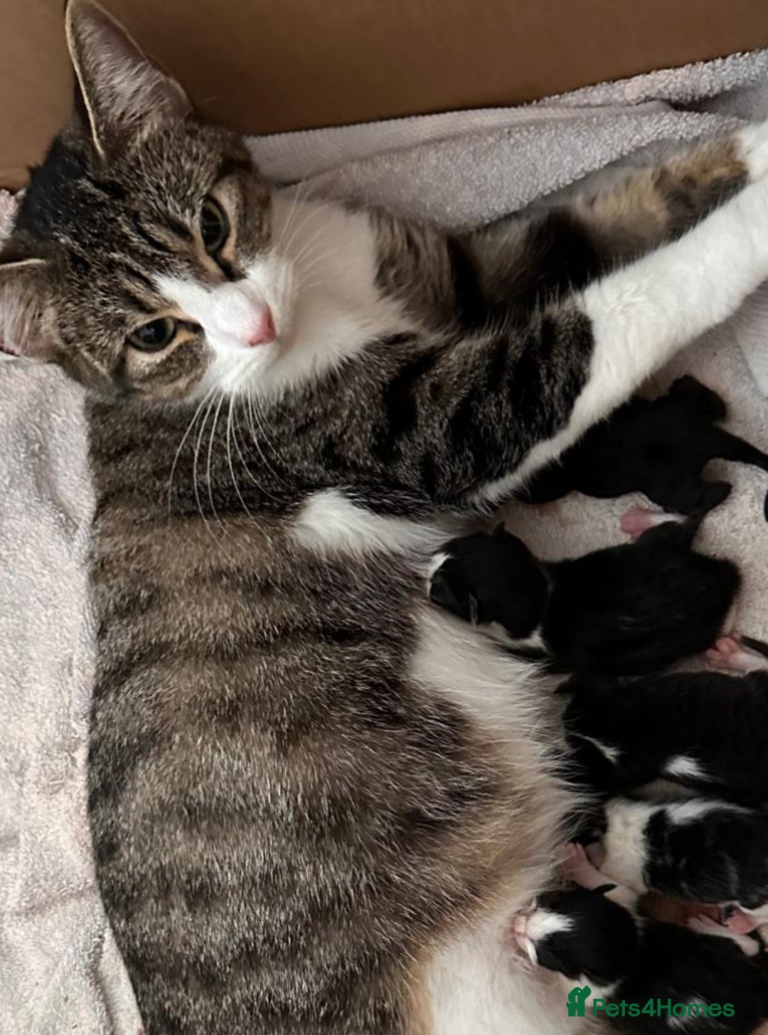 Mixed Breed cats for sale: Beautiful kittens ready for there forever homes - Image 2