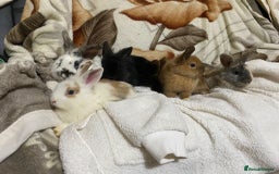 Mixed Breed rabbits for sale: Beautiful Bunnies Ready For New Homes - Advert 22