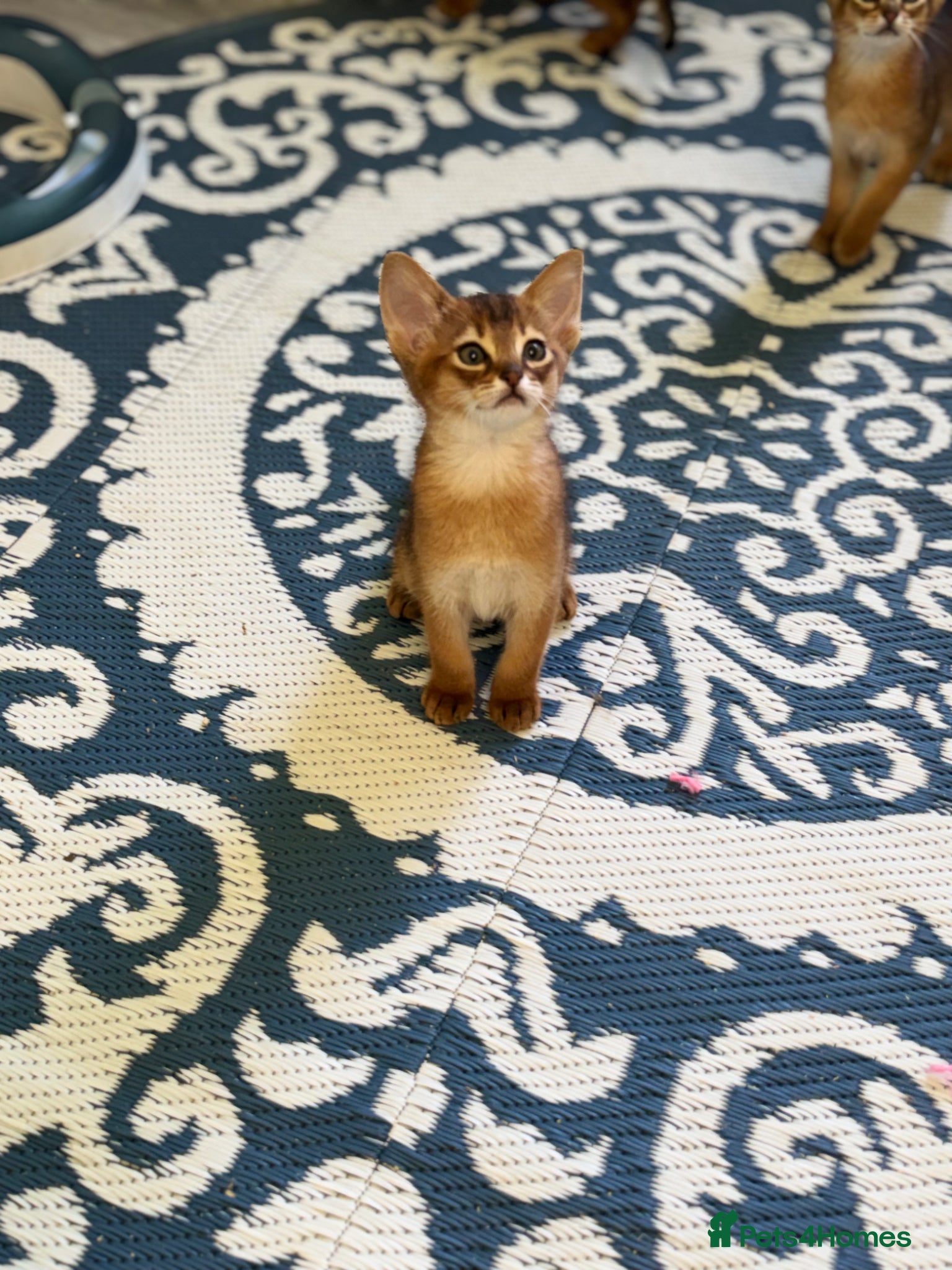 Abyssinian cats Pedigree abbysinian kittens - Advert 2