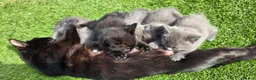 Mixed Breed cats for sale: Kittens in Winchester - Advert 8