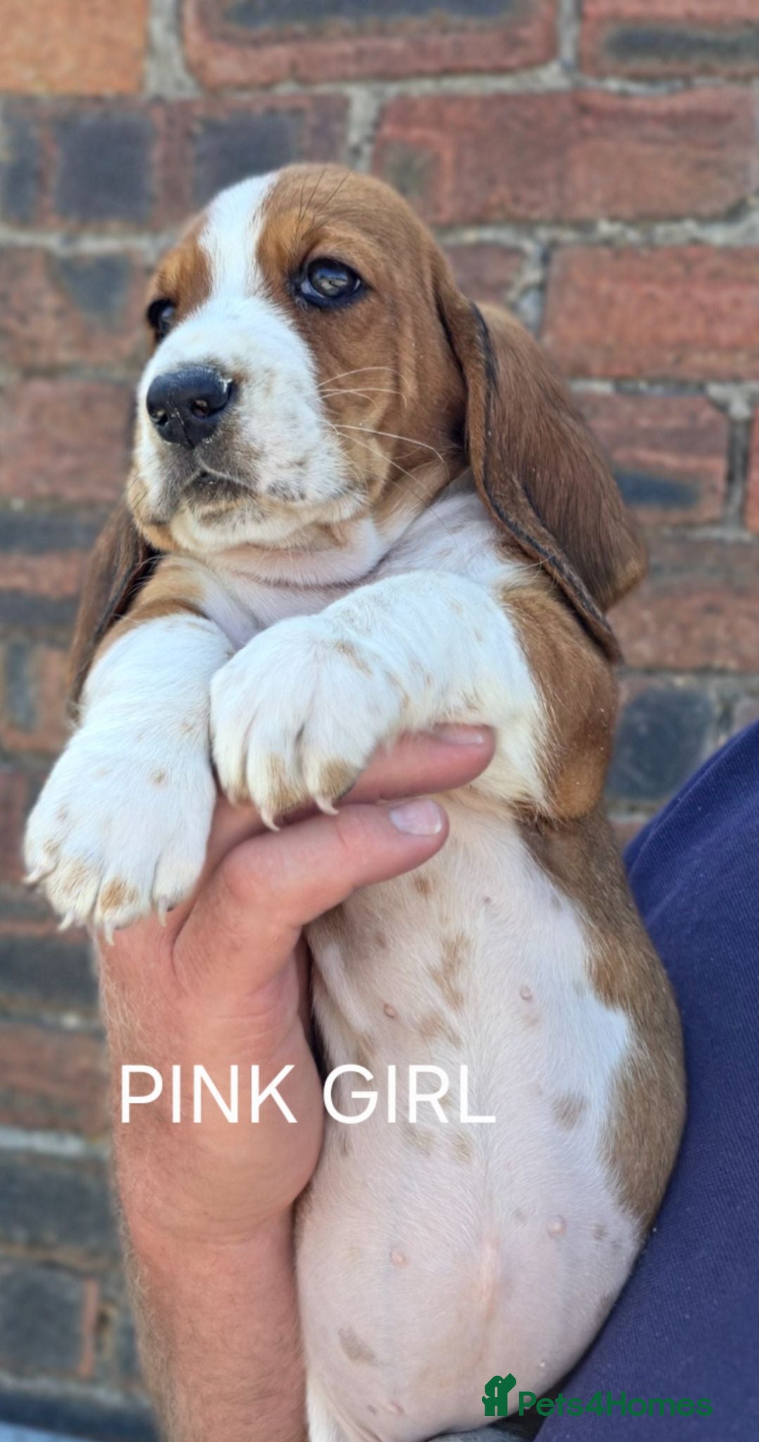 Basset Hound dogs KC BASSET HOUND PUPPIES FROM HEALTH TESTED PARENTS - Advert 2