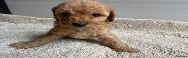 Cavapoo 3
