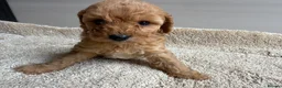 Cavapoo dogs for sale: 🐶Gorgeous gold&white cavapoos🐶 - Advert 15