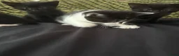Mixed Breed cats for sale: Kittens, black and white - Advert 6