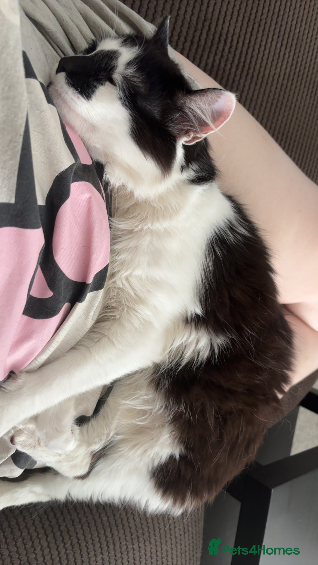 Mixed Breed cats for sale: Momo mane coon mix  - Advert 2