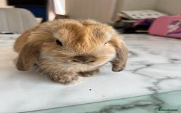 Mini Lop rabbits for sale: Beautiful mini lop rabbits - Image 4