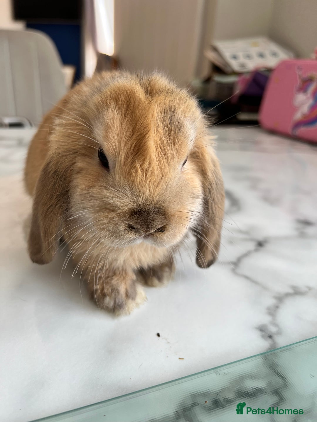 Mini Lop rabbits for sale: Beautiful mini lop rabbits - Image 4