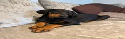 Dobermann dogs for sale: Champion and working lines KC Doberman litter - Advert 5