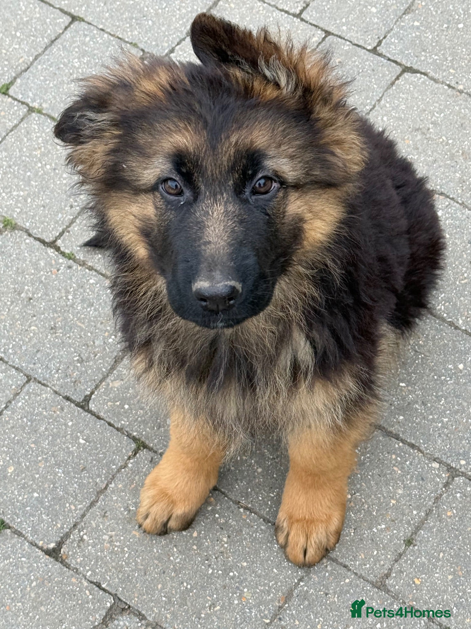 German Shepherd dogs  German Shepherd ready to move at a new home - Advert 2