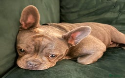 French Bulldog dogs for sale: Beautiful Blue French Bulldog – Female - Advert 4