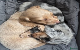 Miniature Dachshund dogs for sale: KC Long Haired Cream Carriers Miniature Dachshunds - Image 21
