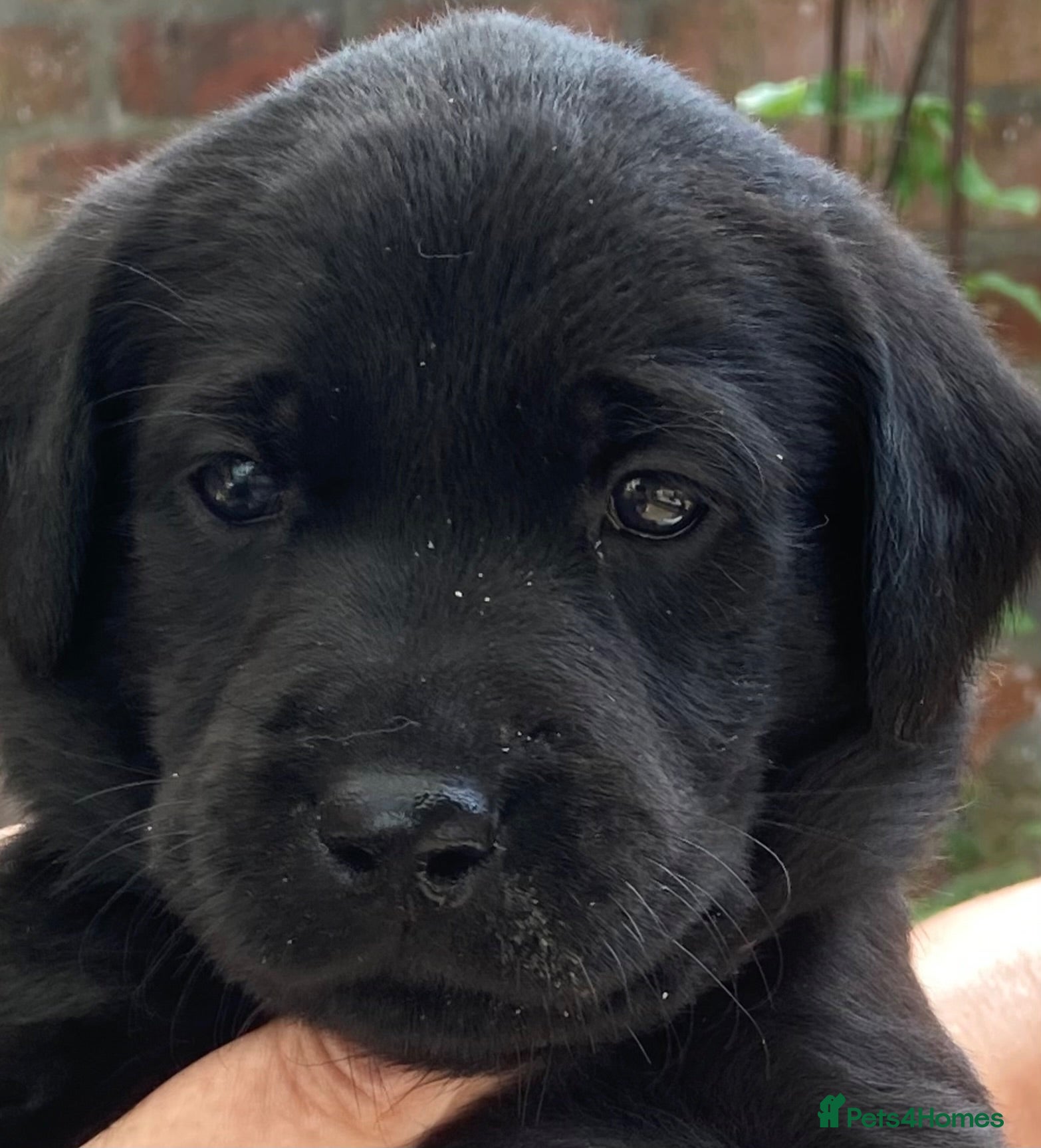 Labrador Retriever dogs Beautiful litter of black Labrador pups  - Advert 1