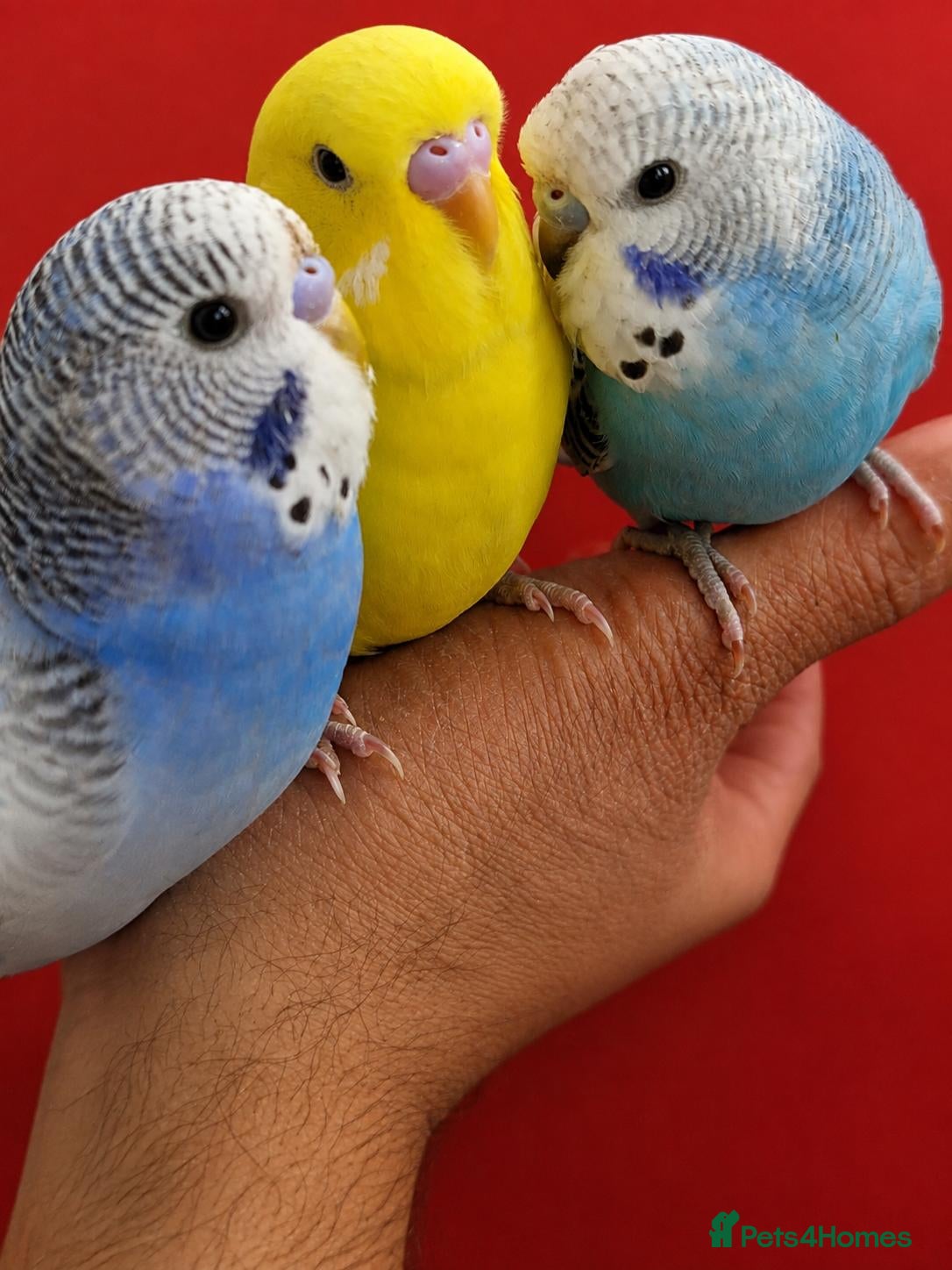 Budgerigars birds Super silly hand tamed baby budgie - Advert 7