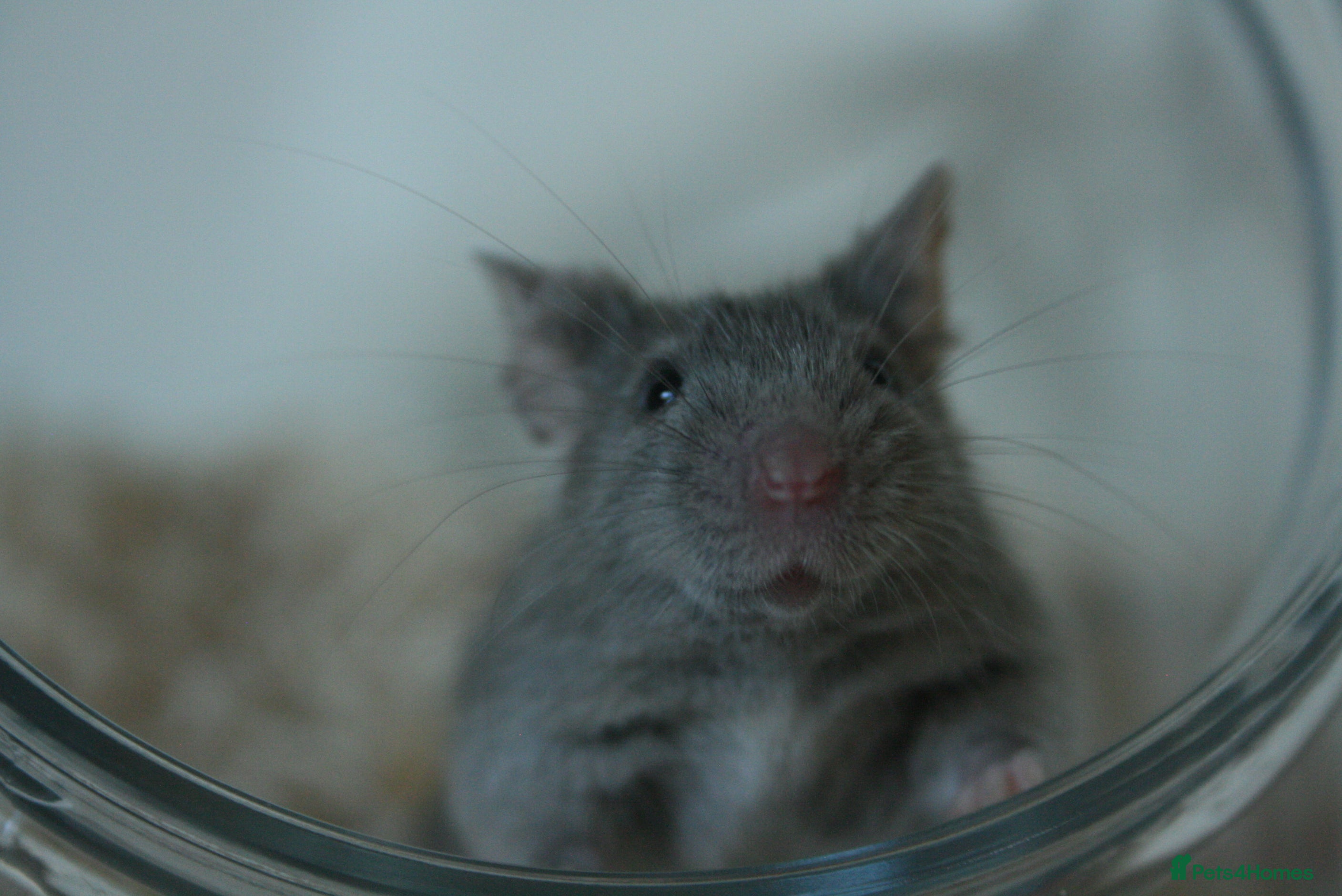 Mouse rodents 🐭Neutered male mouse ready for adoption 🐭 - Advert 1