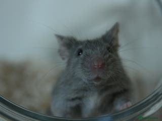 Mouse rodents 🐭Neutered male mouse ready for adoption 🐭 - Advert 2