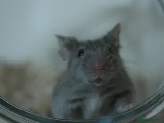 Mouse rodents 🐭Neutered male mouse ready for adoption 🐭 - Advert 14