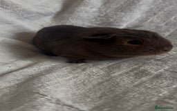 Guinea Pig rodents for sale: Californian x Swiss female guinea pig  - Image 5