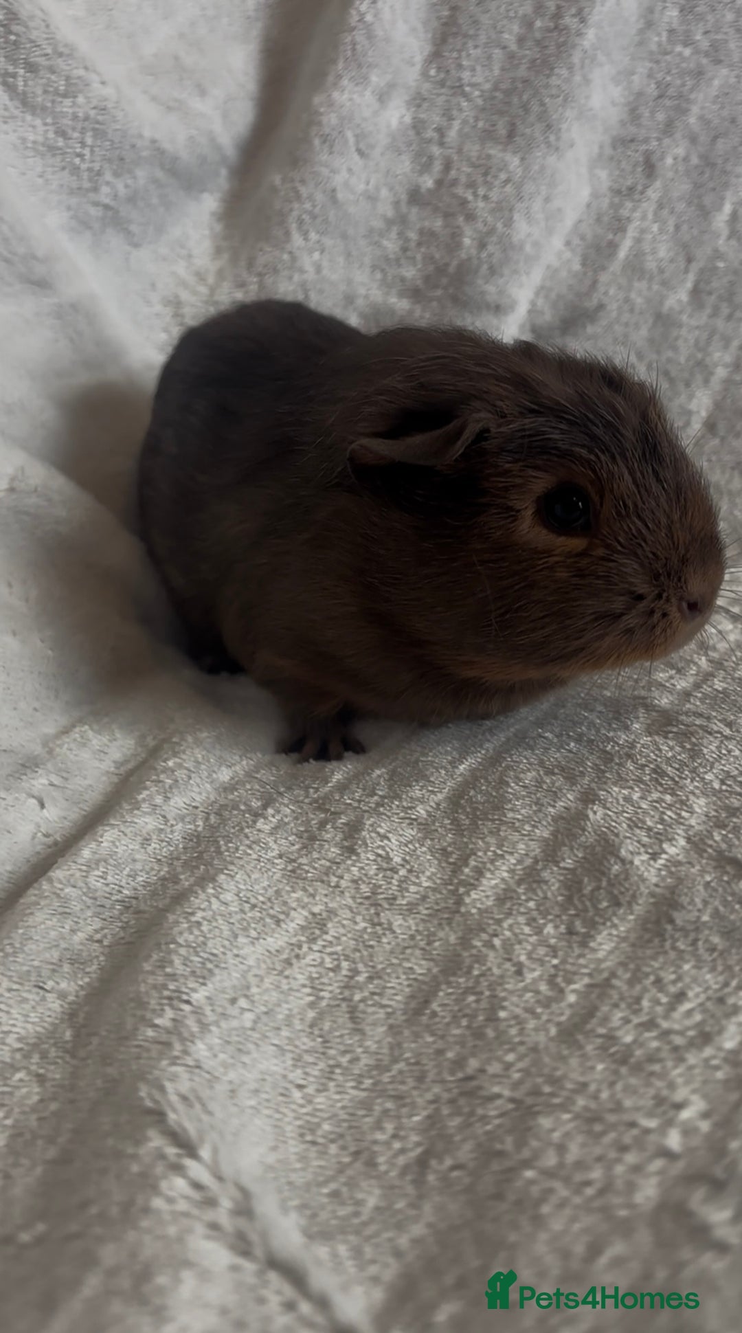 Guinea Pig rodents for sale: Californian x Swiss female guinea pig  - Image 5