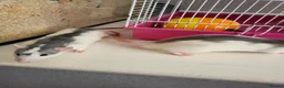Rat rodents for sale: Male dumbo rats  in Brierley Hill - Advert 3