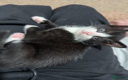 Mixed Breed cats for sale: LAST KITTEN!! - Image 4